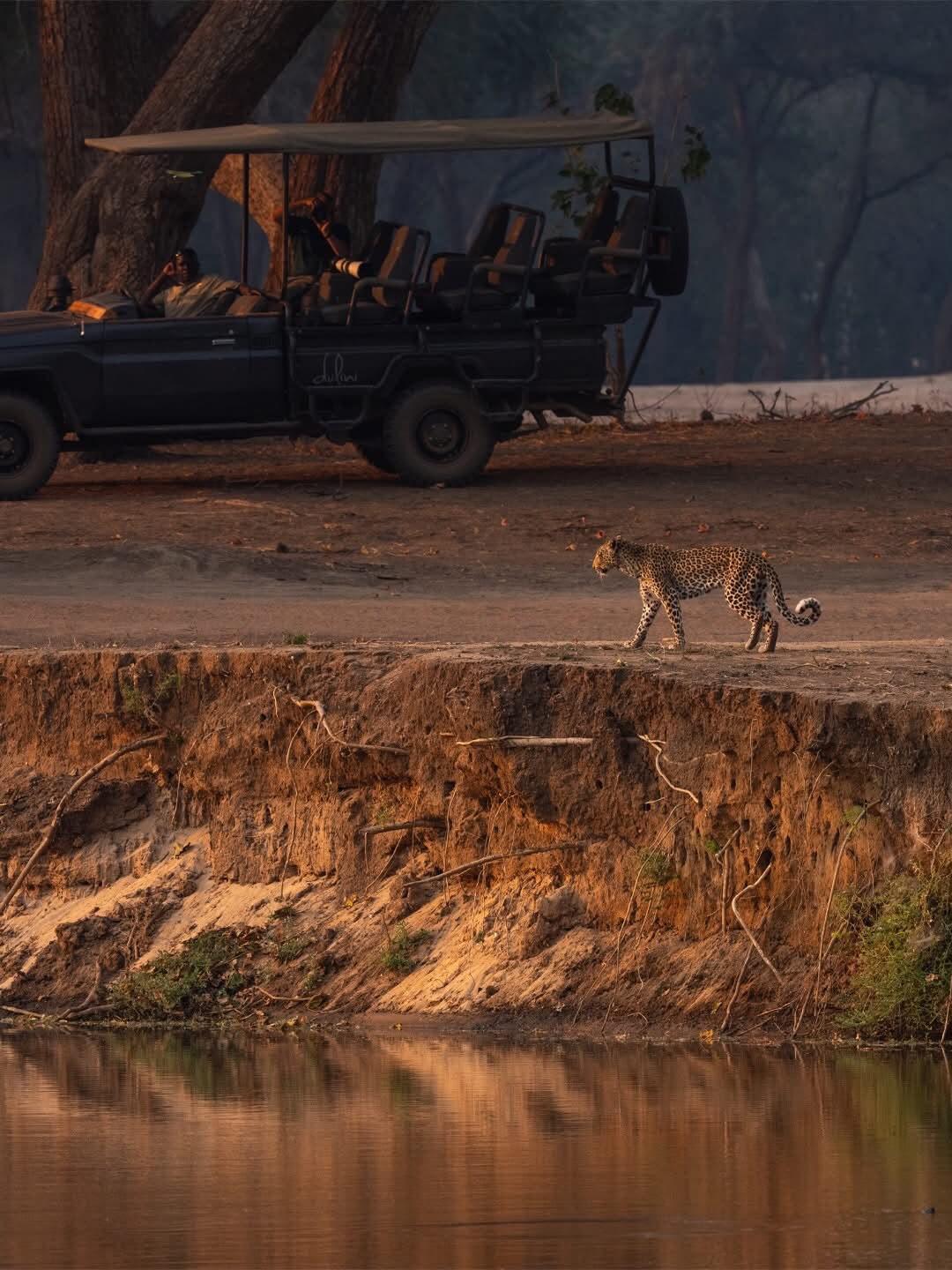 Safari experience