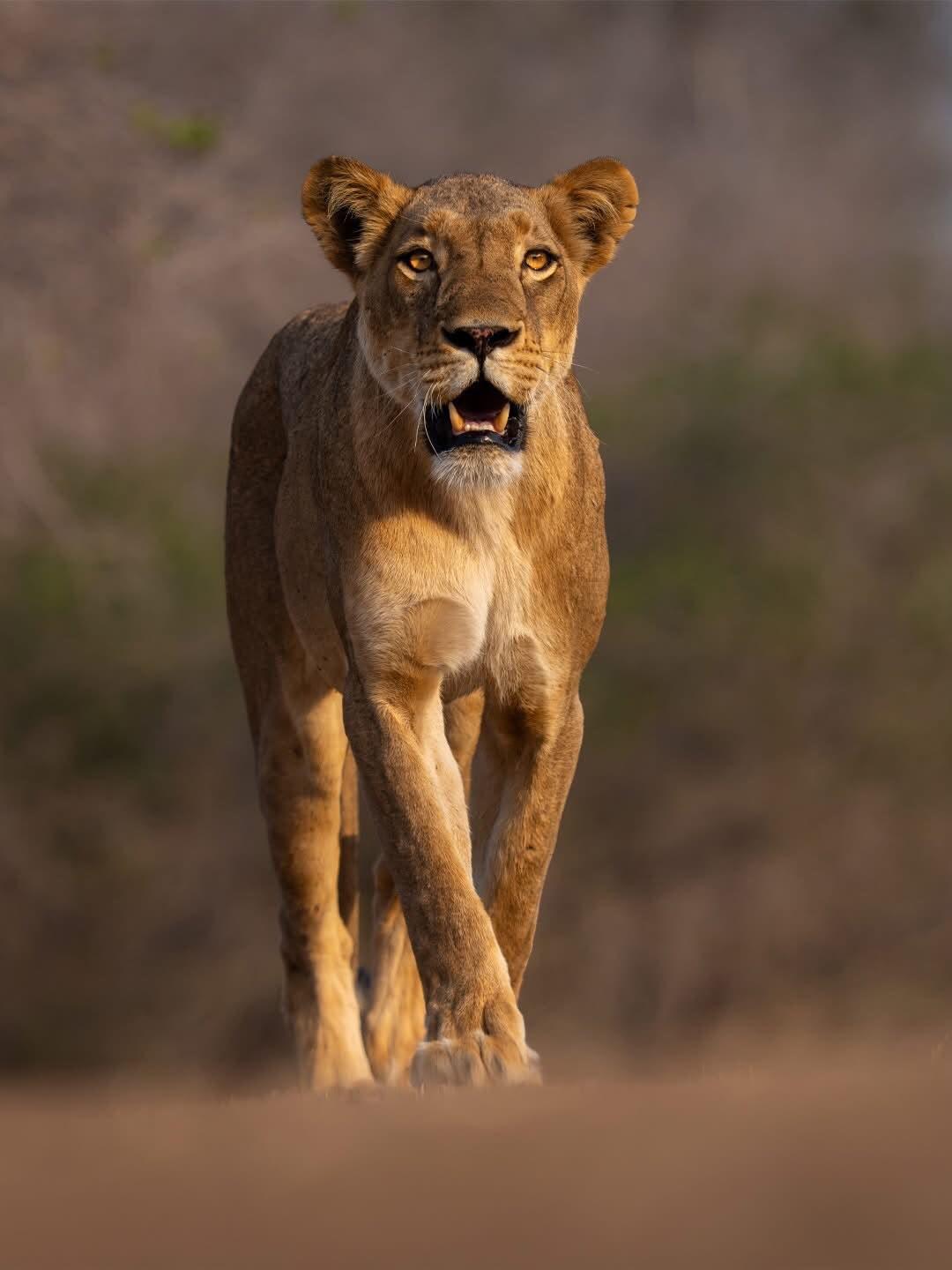 African lion