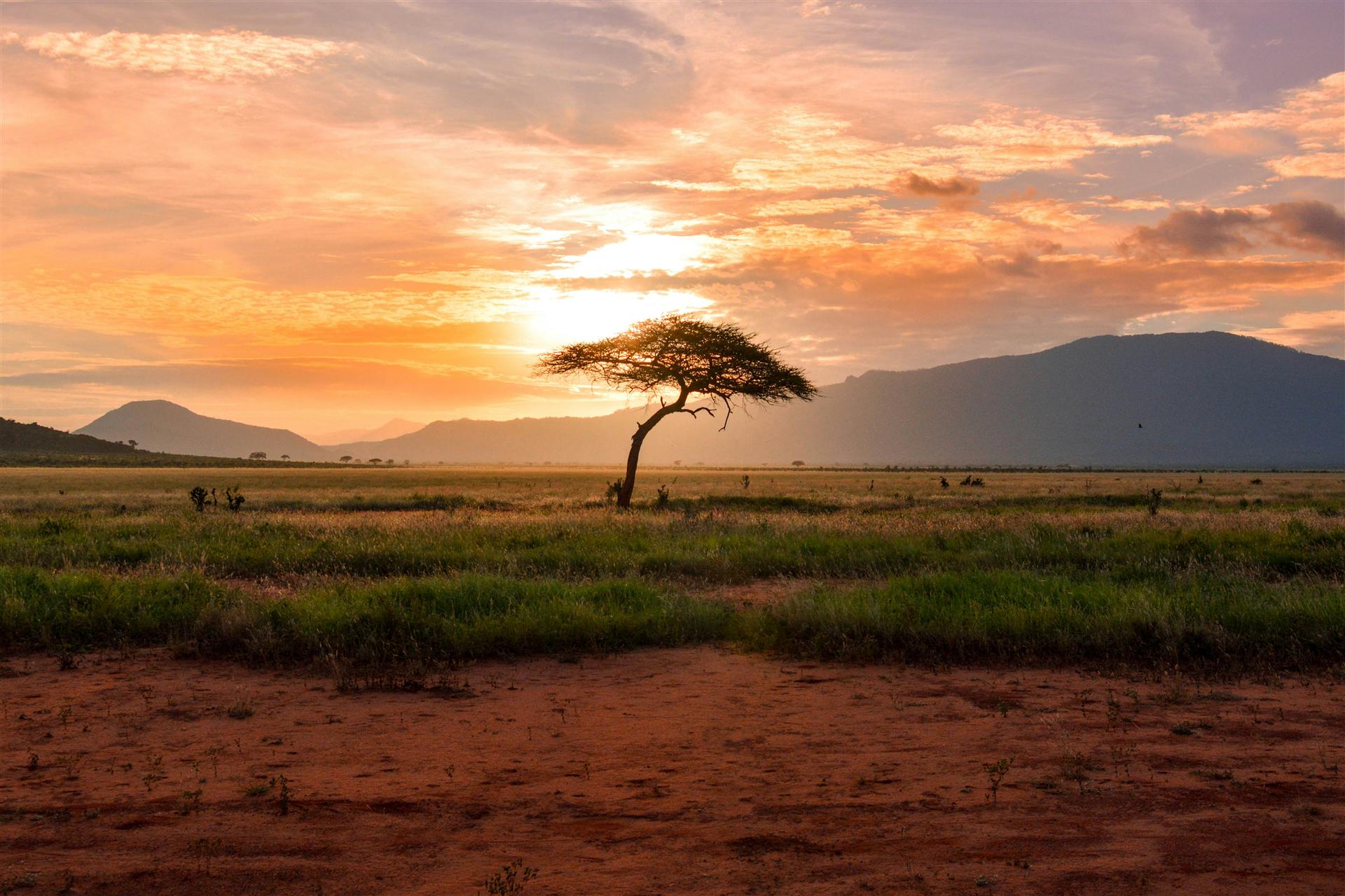 African savannah at sunset